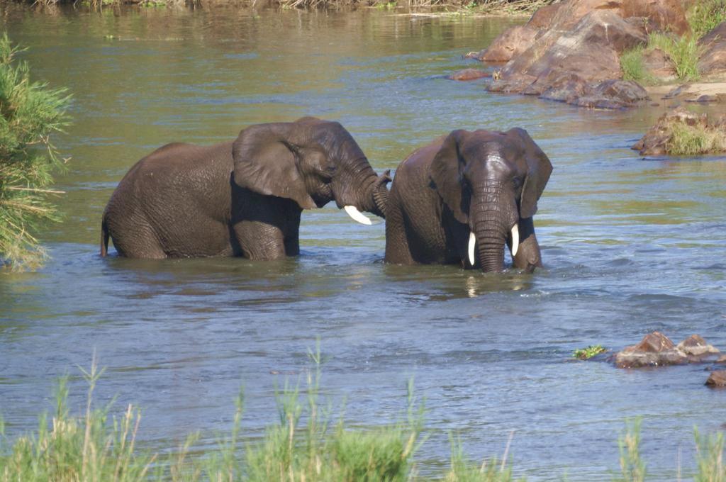 Kruger River Holiday Home マールロス・パーク エクステリア 写真
